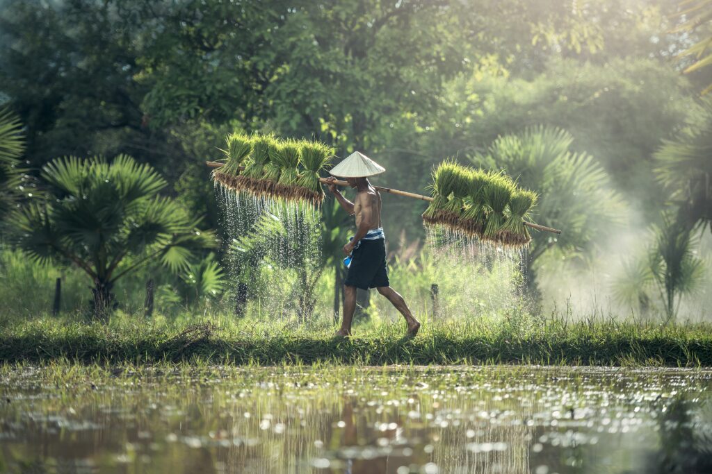 CULTURA TAILANDESA Y CAMBOYA